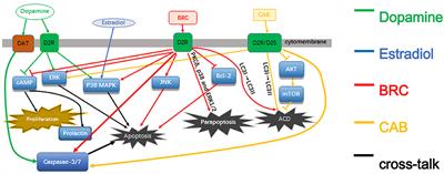 The Mechanism and Pathways of Dopamine and Dopamine Agonists in Prolactinomas